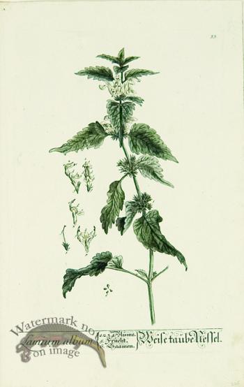 Blackwell German 072